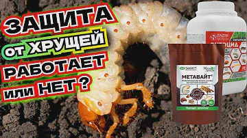 МЕДВЕДКИ БОЯТСЯ ЭТОГО КАК ОГНЯ! Лучшее средство от колорадского и хруща без всякой "химии"